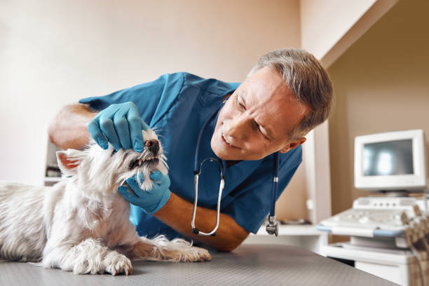 Best Emergency Root Canal Treatment in Durand, IL